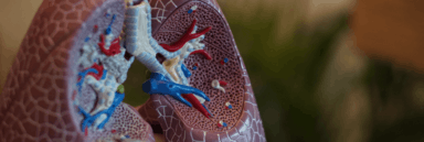 Lung Model Image