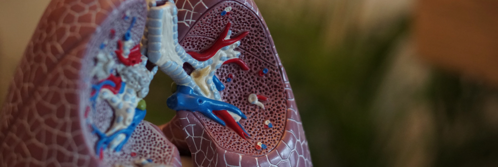 Lung Model Image